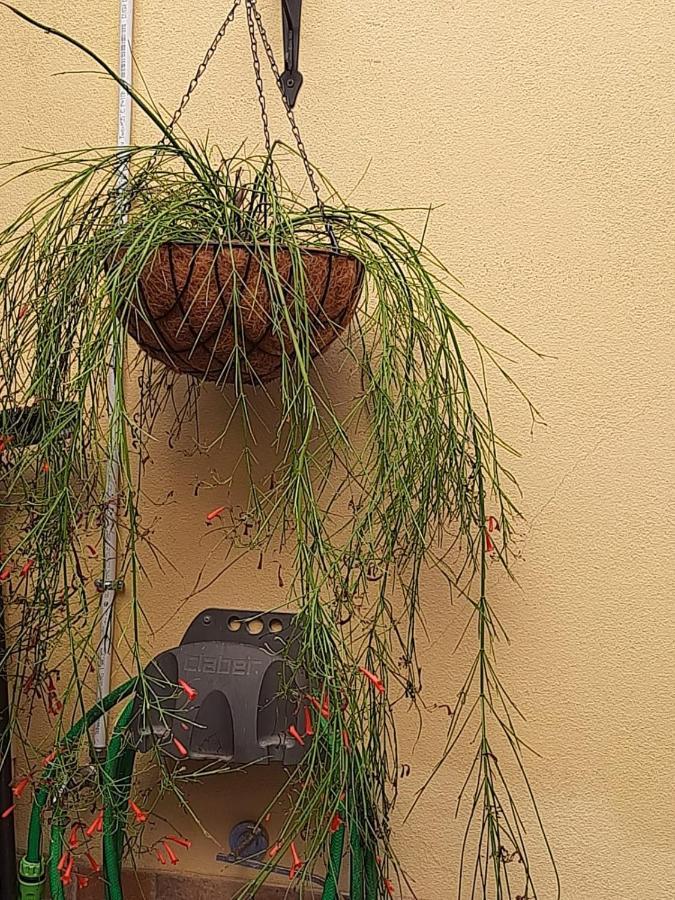 I Nuraghi II Lejlighed Cagliari Eksteriør billede